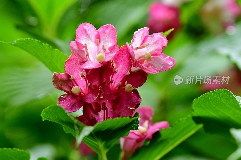 Weigela coraeensis花